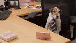 Office Dog Working GIF