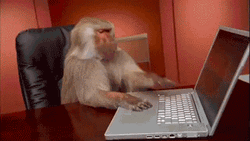 Office Frustrated Monkey Typing GIF