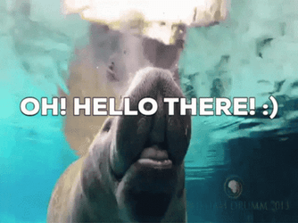 Oh Hello There Manatee GIF