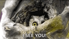 Oh Hi Mark I See You GIF