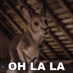 Oh Lalala Weird And Creepy Wallaby GIF