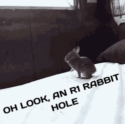 Oh Look At The Rabbit Hole GIF