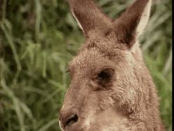 Oh No Kangaroo Looks