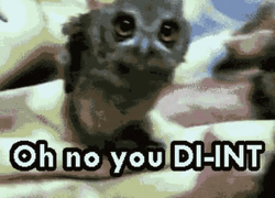 Oh No You Didn't Owl Head Shake GIF