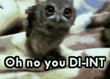 Oh No You Didn't Owl Shaking Head GIF