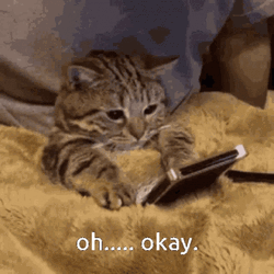 Oh Okay Cozy Kitten GIF