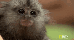 Oh Really Cute Monkey Confused GIF