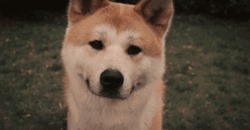 Oh Really Hachiko Head Tilt GIF