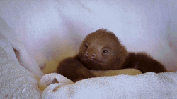 Oh Really Sloth Chin Scratch GIF