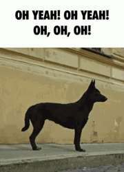 Oh Yeah Dog Dancing GIF