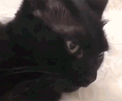 Ohhhh Cat Blep Funny GIF