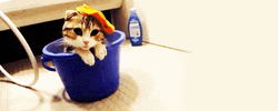 Ohhhh Cat Dropped Hat GIF