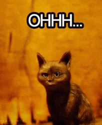 Ohhhh Confused Black Cat Meme GIF