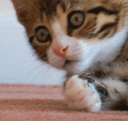 Ohhhh Shocked Cat Reaction GIF
