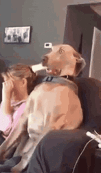 Ohhhh Shocked Dog GIF