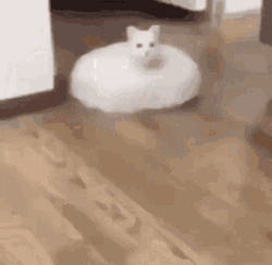 Ohio American Eskimo Dog GIF