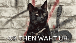 Ok And Then What Cat GIF
