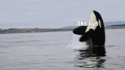 Ok Bye Orca Swimming Flip GIF