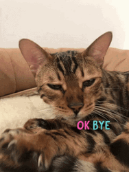 Ok Bye Sleepy Cat GIF