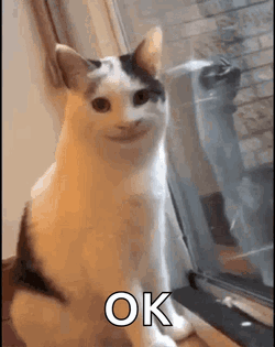 Ok Cat GIF