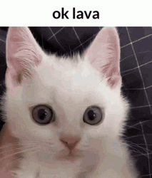 Ok Lava White Kitten GIF