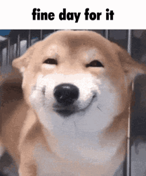 Ok Meme Fine Day For It Smiling Dog GIF
