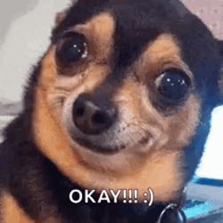 Ok Meme Okay Dog Smiling Face GIF