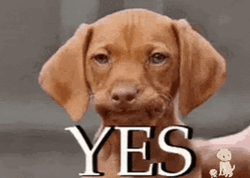 Ok Yes Dog Meme GIF