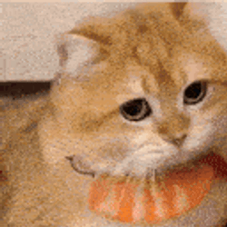 Okaminc GIF