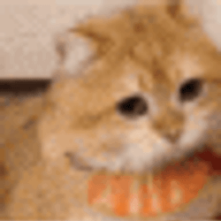 Okaminc GIF