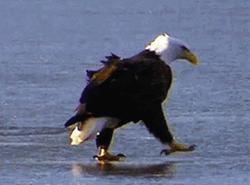 Old Bald Eagle Walking GIF