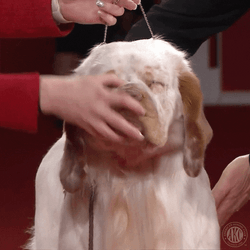 Old Dog Butter Dog Licking GIF