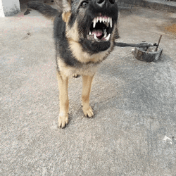 Old German Shepherd Dog Barking  GIF