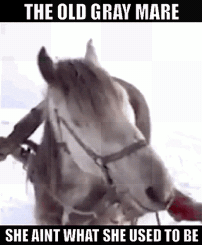 Old Gray Mare She Ain't What She Used To Be GIF
