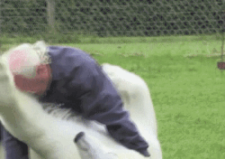 Old Man Hugging White Bear GIF