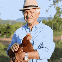 Old Man Petting A Rooster GIF