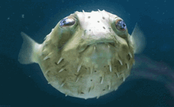 Old Pufferfish Underwater  GIF