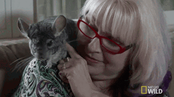 Old Woman Loves Wild Chinchilla GIF