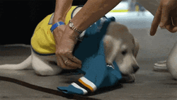 Old Yeller Hockey Dog GIF