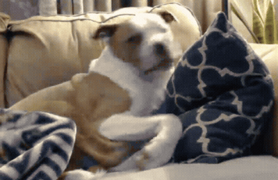 Oldmansethus Pitbull GIF