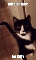 Olive Oil Time For Kitty GIF