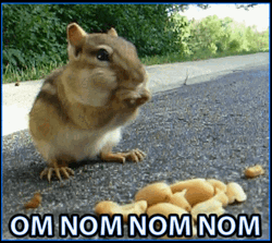 Om Nom Nom Cute Squirrel Meme  GIF