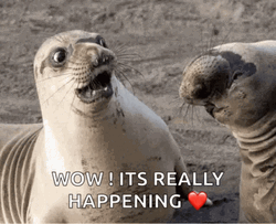 Omg Its Happening Shocked Elephant Seal GIF