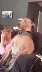 Omg What Scared Dog GIF