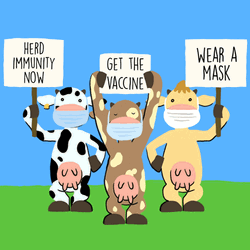 Omicron Variant Vaccine Immunity Cow GIF
