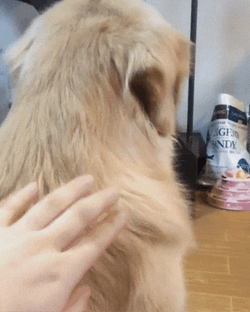 On Bangs Ptsd Dog GIF