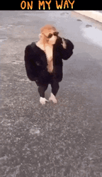 On My Way Cool Monkey GIF
