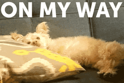 On My Way Lying Dog GIF
