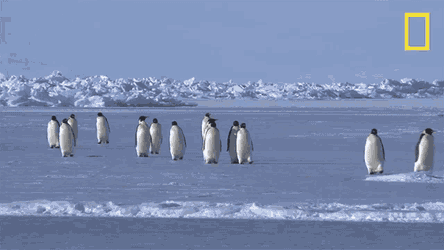 On Our Way National Geographic GIF