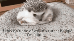 One Of The Cutest Hedgehog GIF